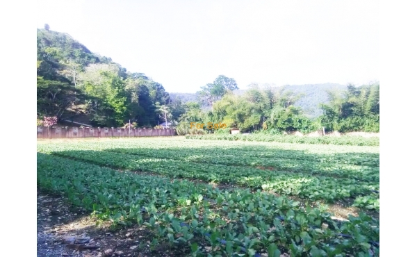 La Sagesse Road, Santa Cruz